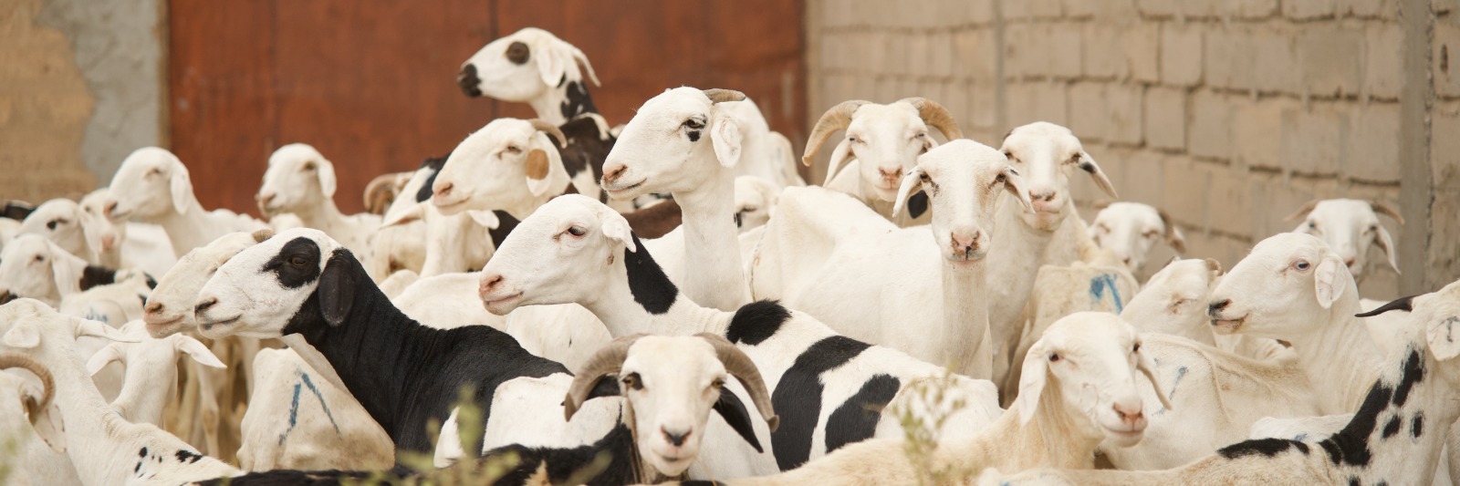 Aqiqa 🐑