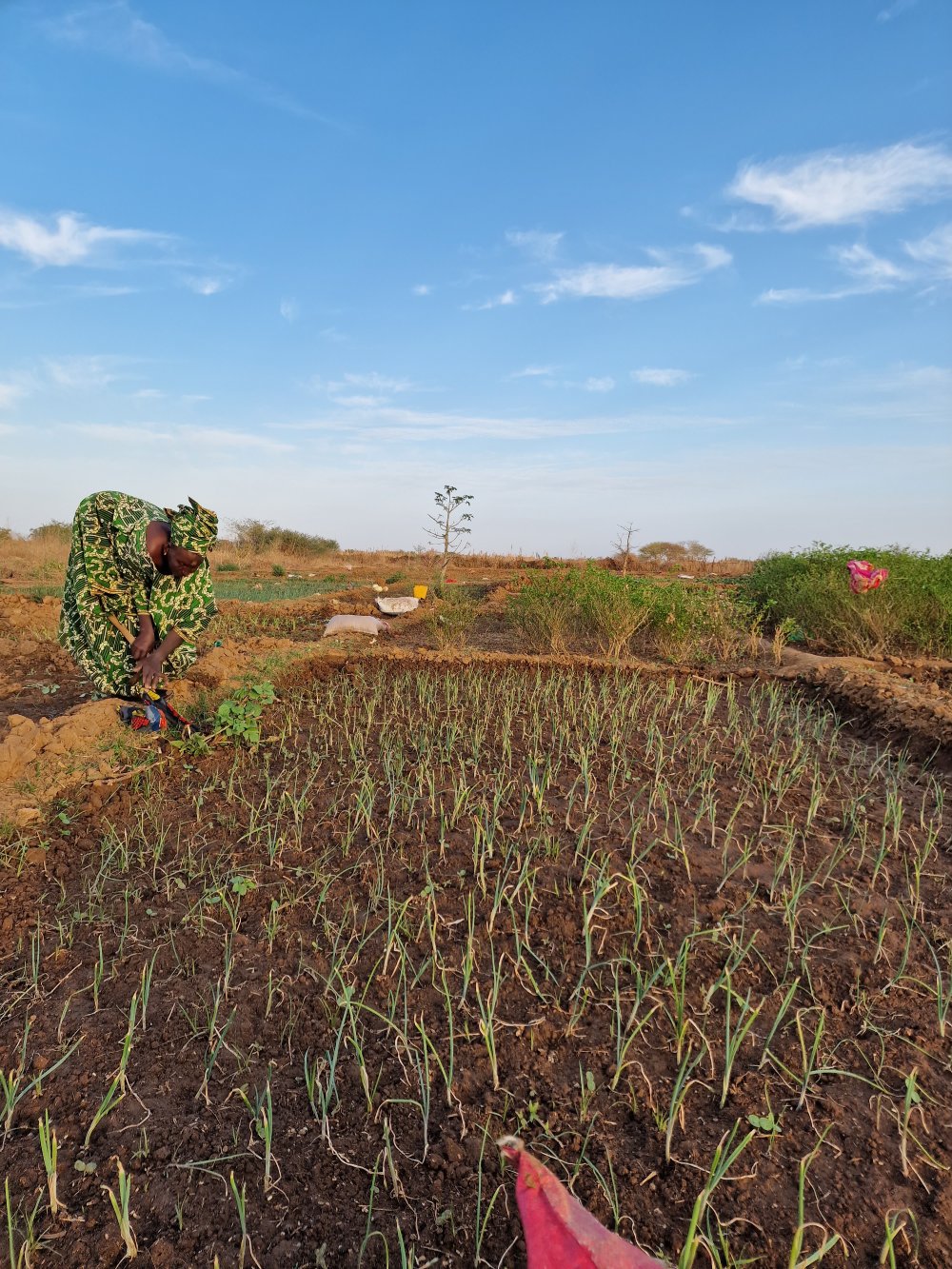 Salsabil (agriculture) 👩‍🌾